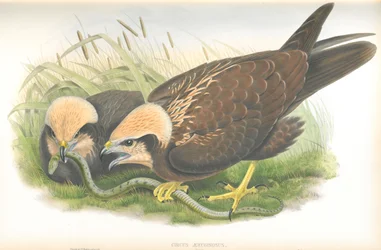 Illustrazione di Circus Aeruginosus (Falco di palude), disegno di John Gould, da The Birds of Great Britain